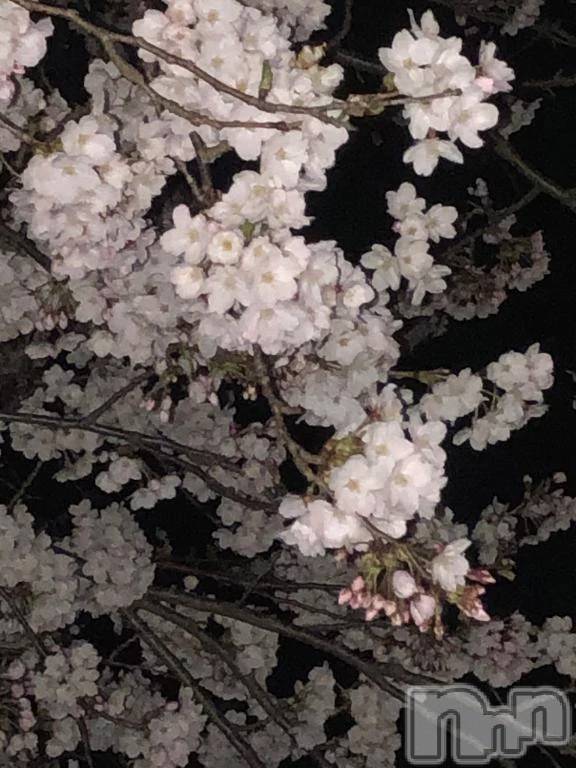 新潟デリヘル新潟市鳥屋野潟ちゃんこ(ニイガタシトヤノガタチャンコ)ひよ(20)の2026年3月29日写メブログ「春だね🌸」