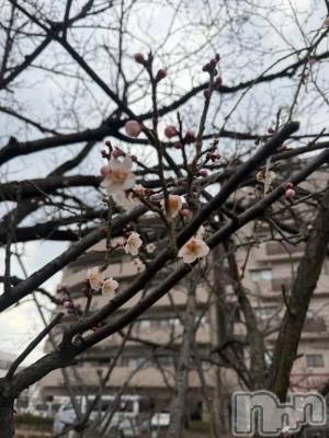 新潟デリヘル 新潟市鳥屋野潟ちゃんこ(ニイガタシトヤノガタチャンコ) ひよ(20)の3月23日写メブログ「おはよう☀️」