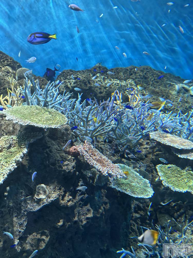 長岡デリヘル長岡人妻市(ナガオカヒトヅマイチ) かりな★このむちっと感が刺さる★(37)の3月18日写メブログ「はじめての出勤でした☆」