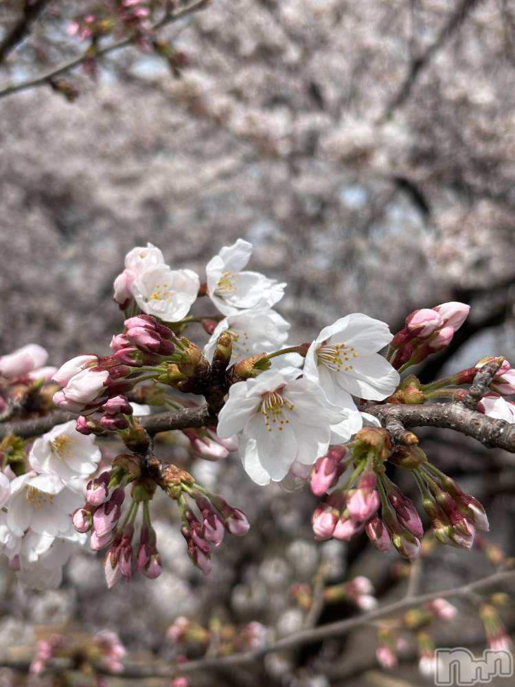 長岡デリヘル長岡人妻市(ナガオカヒトヅマイチ) かりな★このむちっと感が刺さる★(37)の3月20日写メブログ「少しだけ、穏やかな時間を…」