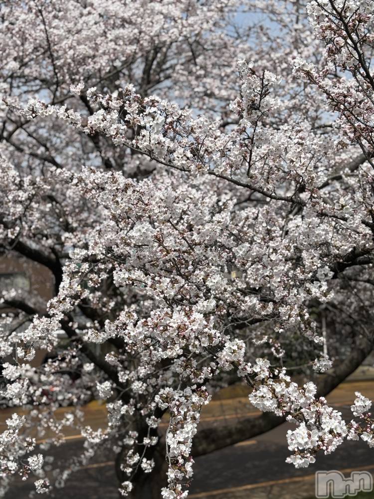 長岡デリヘル長岡人妻市(ナガオカヒトヅマイチ) かりな★このむちっと感が刺さる★(37)の3月24日写メブログ「ありがとうございました…♡」