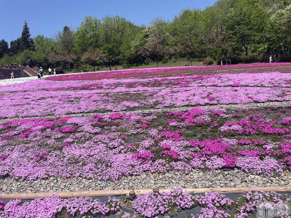長岡デリヘル長岡人妻市(ナガオカヒトヅマイチ) かりな★このむちっと感が刺さる★(37)の3月29日写メブログ「明日います…♡」