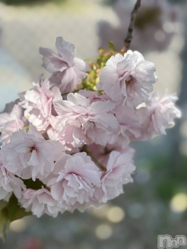 長岡デリヘル長岡人妻市(ナガオカヒトヅマイチ) かりな★このむちっと感が刺さる★(37)の3月30日写メブログ「楽しい時間でした✨」