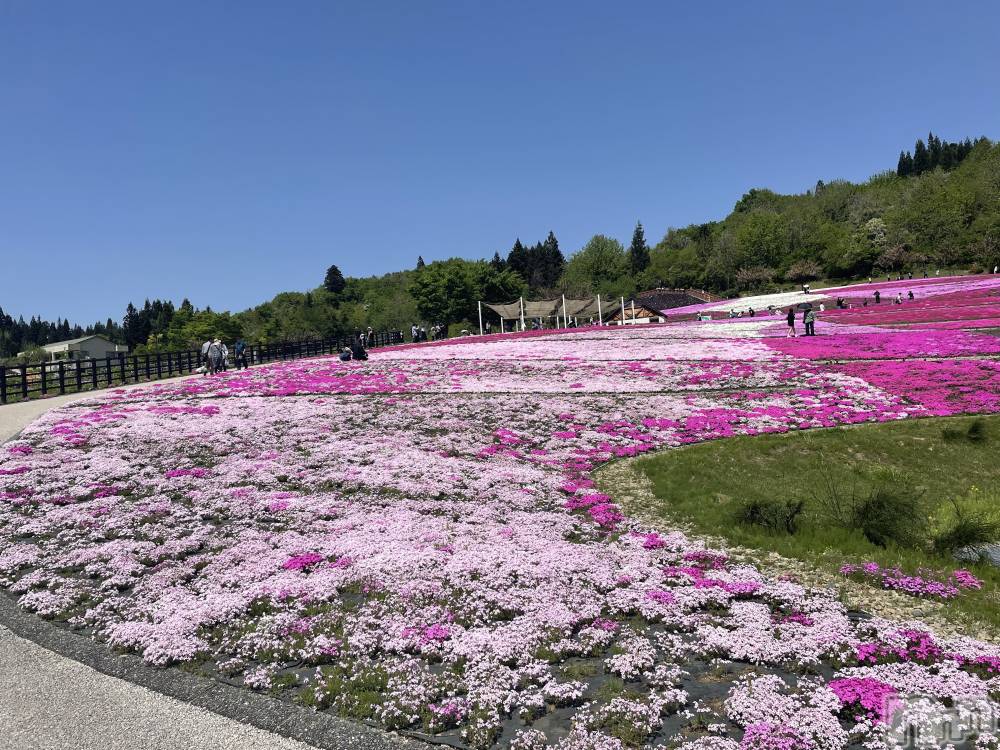 長岡デリヘル長岡人妻市(ナガオカヒトヅマイチ) かりな★このむちっと感が刺さる★(37)の3月30日写メブログ「まだ間に合います☺️」
