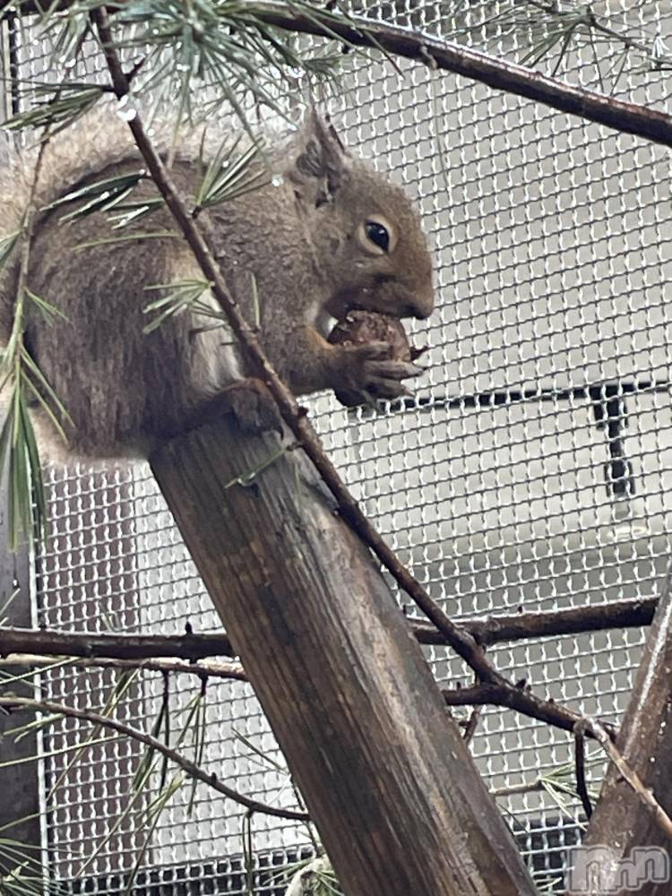 長岡デリヘル長岡人妻市(ナガオカヒトヅマイチ) かりな★このむちっと感が刺さる★(37)の4月5日写メブログ「10日と13日出勤します🫶」