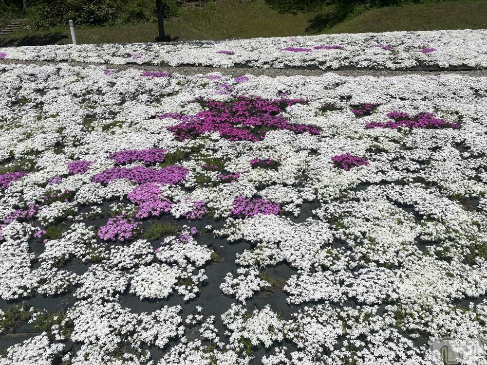 長岡デリヘル長岡人妻市(ナガオカヒトヅマイチ) かりな★熟れた人妻のエロさ★(37)の5月20日写メブログ「ありがとうございます🤍」