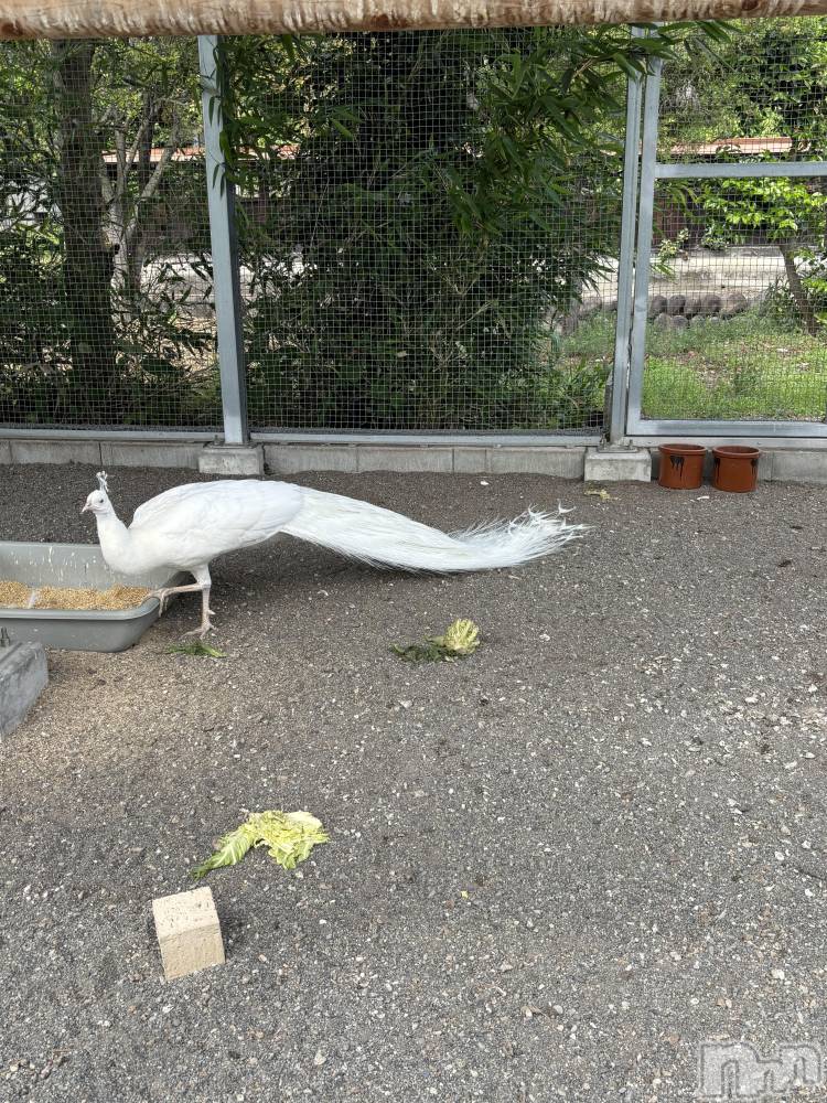 長岡デリヘル長岡人妻市(ナガオカヒトヅマイチ) かりな★熟れた人妻のエロさ★(37)の9月22日写メブログ「こんにちは🥰」