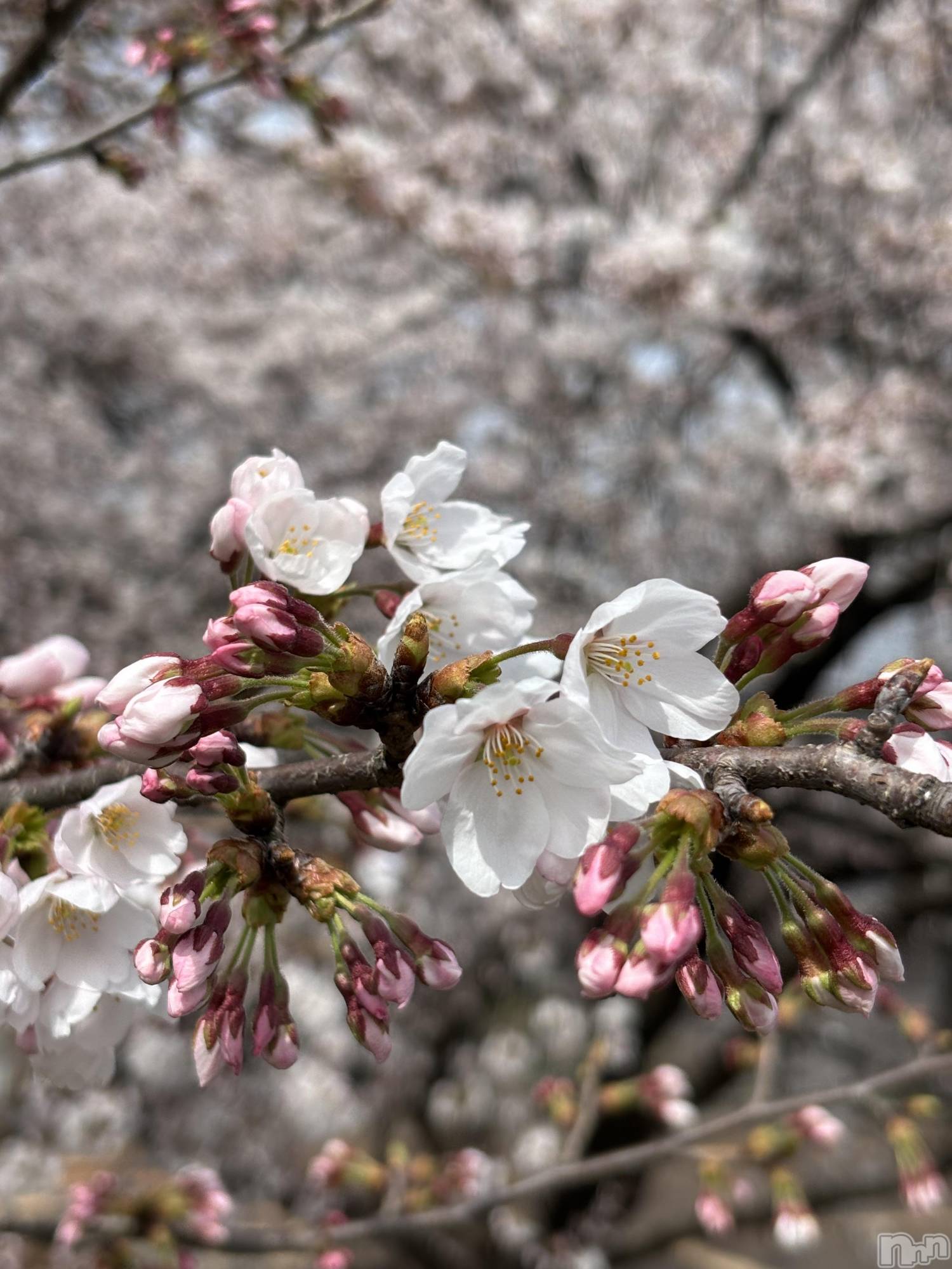 長岡デリヘル長岡人妻市(ナガオカヒトヅマイチ)かりな★このむちっと感が刺さる★(37)の2026年3月20日写メブログ「少しだけ、穏やかな時間を…」