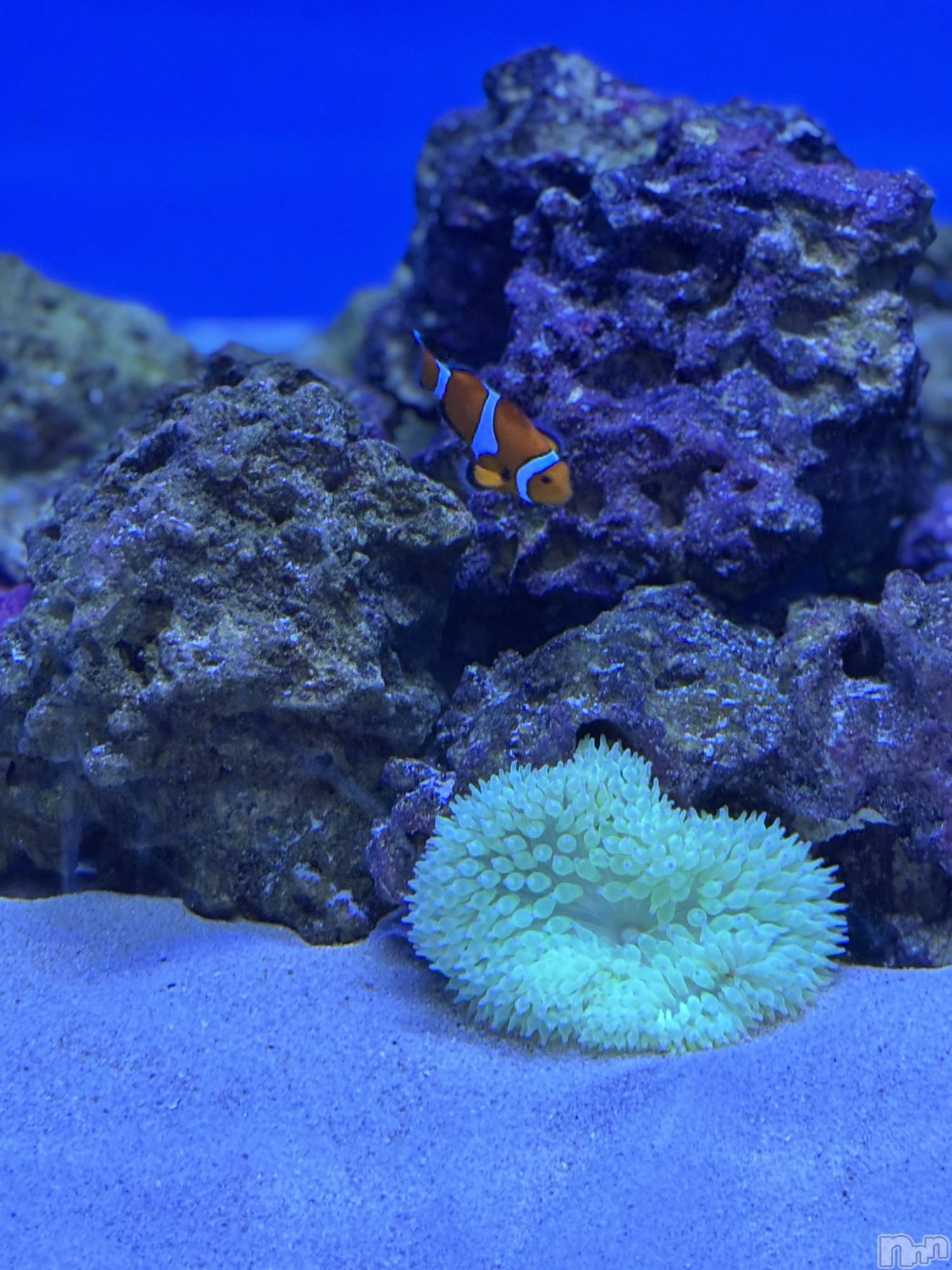 長岡デリヘル長岡人妻市(ナガオカヒトヅマイチ)かりな★このむちっと感が刺さる★(37)の2026年3月20日写メブログ「素敵な時間でした…♡」