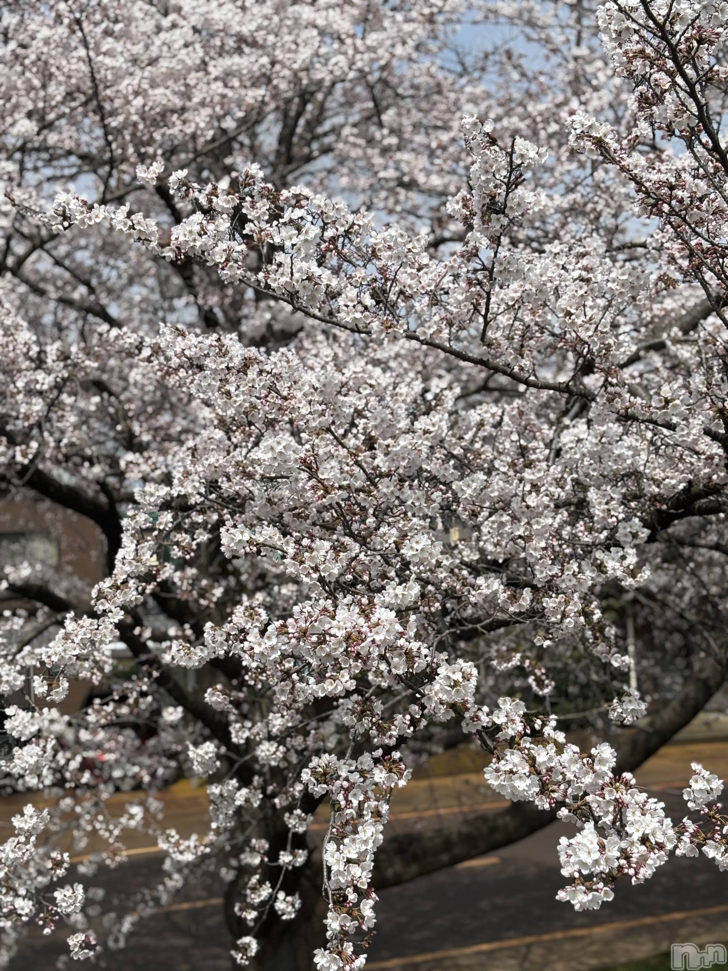 長岡デリヘル長岡人妻市(ナガオカヒトヅマイチ)かりな★このむちっと感が刺さる★(37)の2026年3月24日写メブログ「ありがとうございました…♡」
