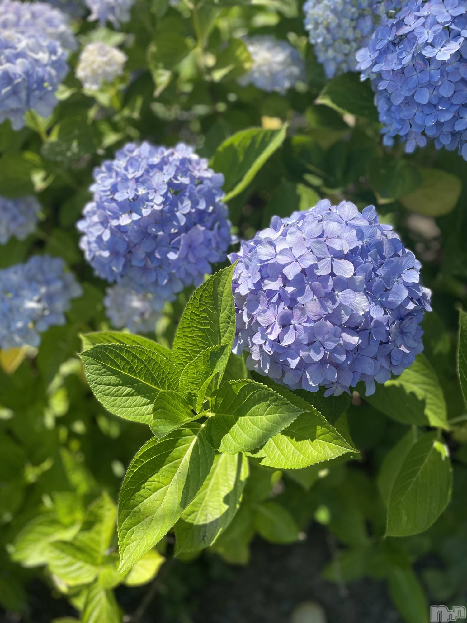 長岡デリヘル長岡人妻市(ナガオカヒトヅマイチ)かりな★このむちっと感が刺さる★(37)の2026年3月24日写メブログ「今日はここまで…♡」