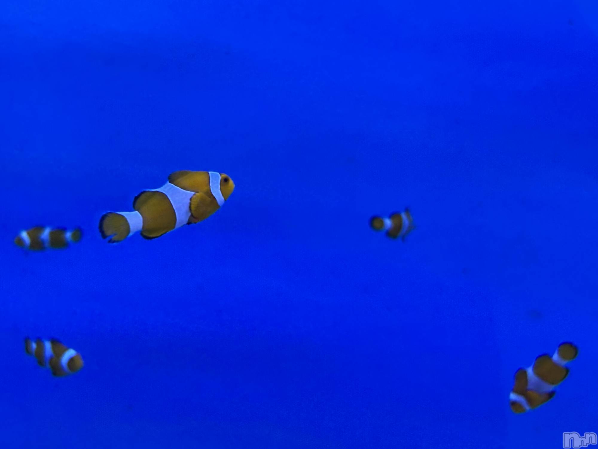 長岡デリヘル長岡人妻市(ナガオカヒトヅマイチ)かりな★このむちっと感が刺さる★(37)の2026年3月25日写メブログ「今日はここまで…♡」