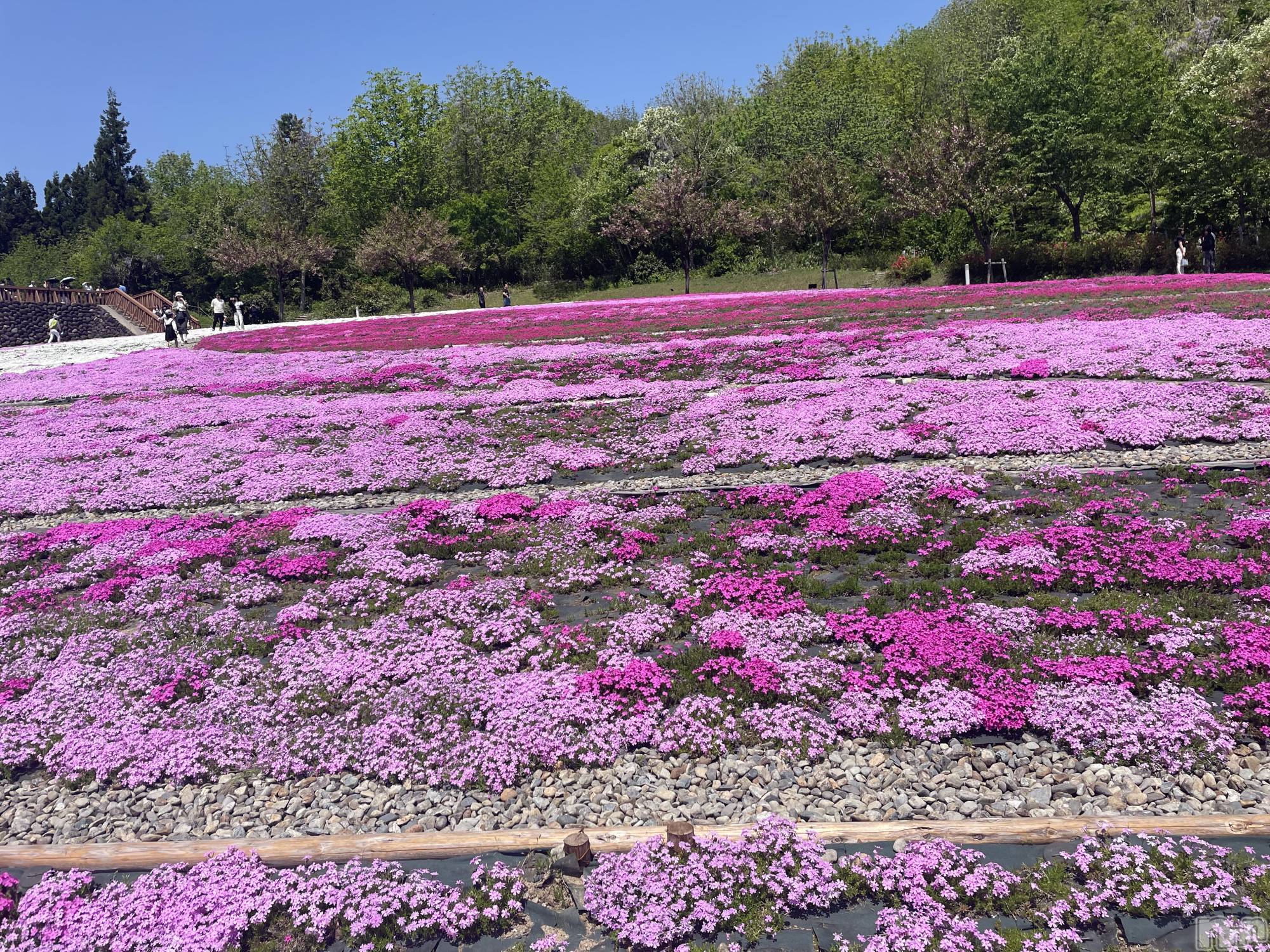 長岡デリヘル長岡人妻市(ナガオカヒトヅマイチ)かりな★このむちっと感が刺さる★(37)の2026年3月29日写メブログ「明日います…♡」