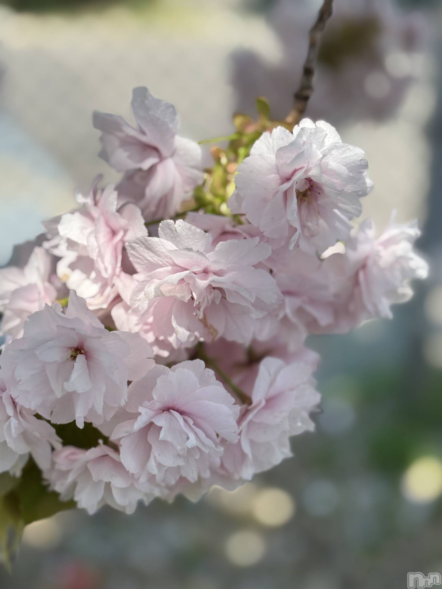 長岡デリヘル長岡人妻市(ナガオカヒトヅマイチ)かりな★このむちっと感が刺さる★(37)の2026年3月30日写メブログ「楽しい時間でした✨」