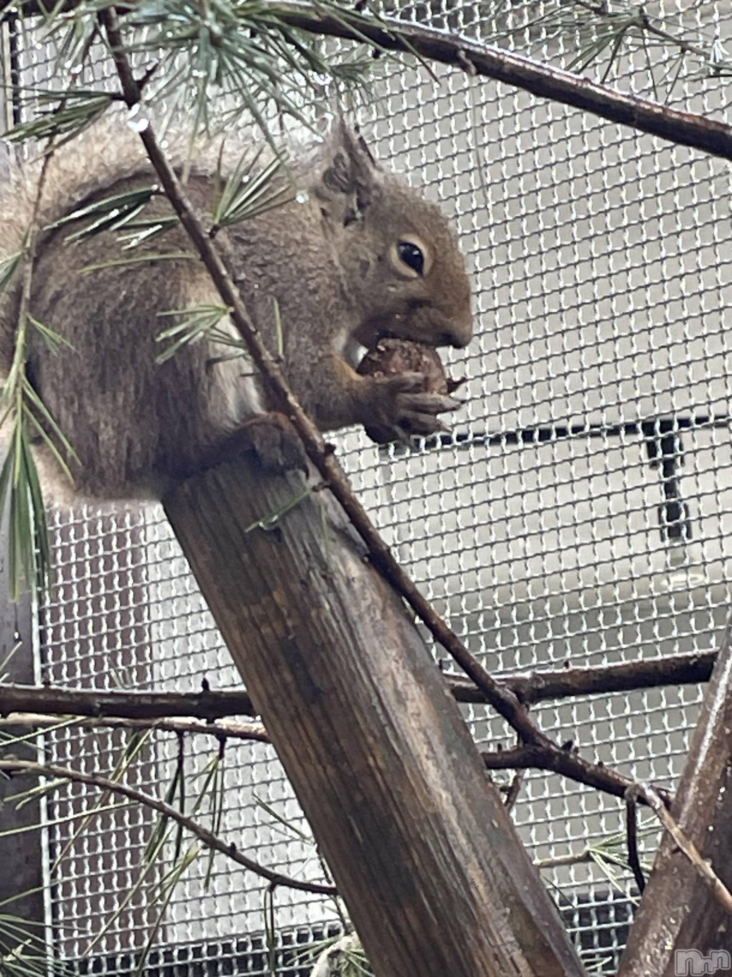 長岡デリヘル長岡人妻市(ナガオカヒトヅマイチ)かりな★このむちっと感が刺さる★(37)の2026年4月5日写メブログ「10日と13日出勤します🫶」