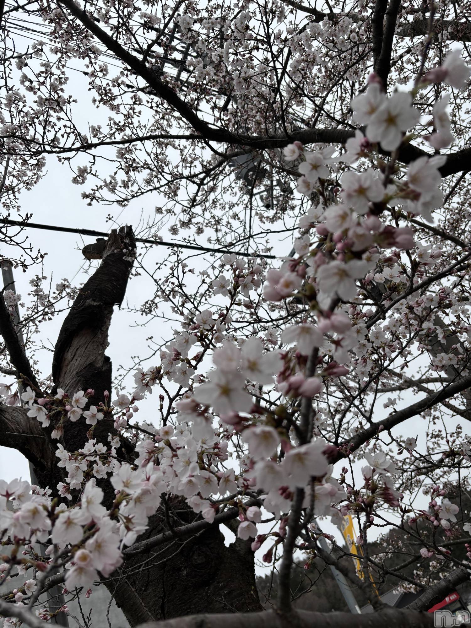 長岡デリヘル長岡人妻市(ナガオカヒトヅマイチ)かりな★このむちっと感が刺さる★(37)の2026年4月10日写メブログ「久しぶりに出勤してます」