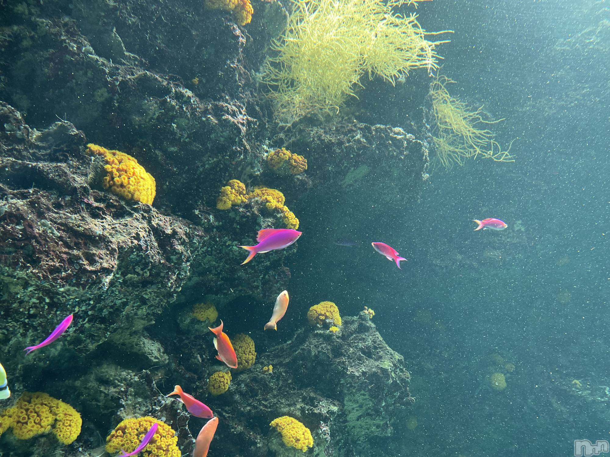 長岡デリヘル長岡人妻市(ナガオカヒトヅマイチ)かりな★このむちっと感が刺さる★(37)の2026年4月10日写メブログ「まだご案内できます🫶」