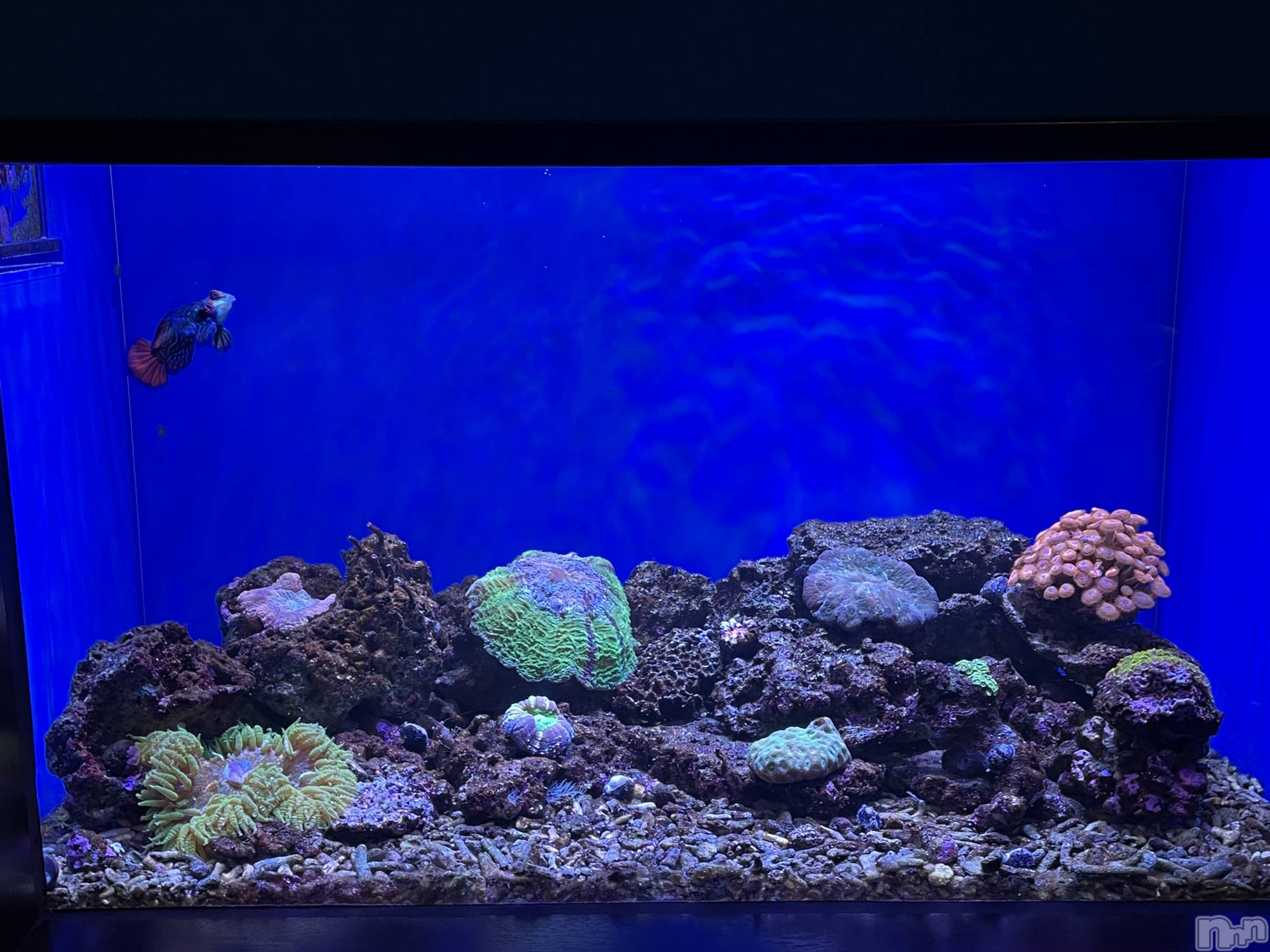 長岡デリヘル長岡人妻市(ナガオカヒトヅマイチ)かりな★このむちっと感が刺さる★(37)の2026年4月13日写メブログ「本日お時間ある方✨」