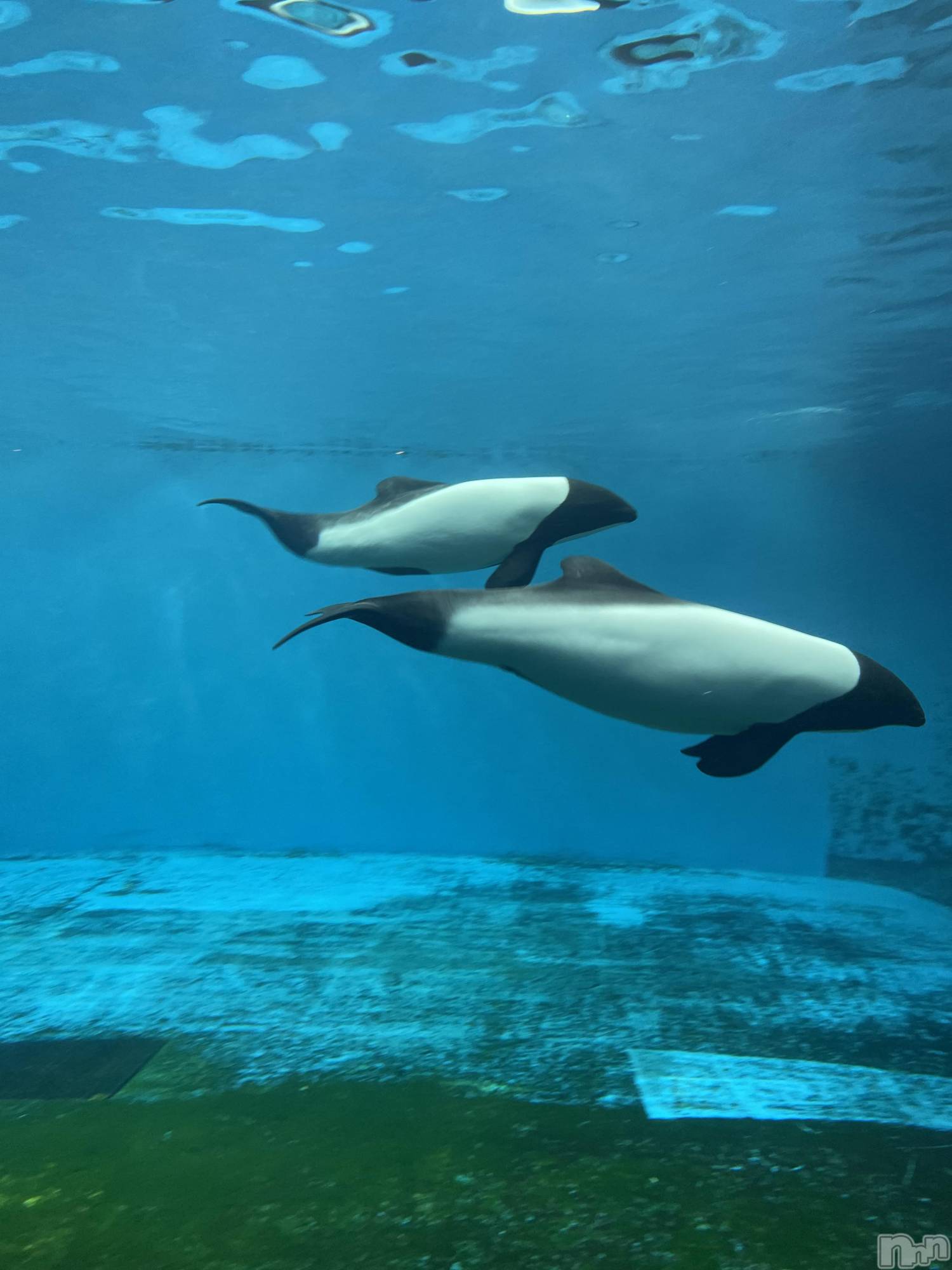 長岡デリヘル長岡人妻市(ナガオカヒトヅマイチ)かりな★このむちっと感が刺さる★(37)の2026年4月10日写メブログ「またご縁があれば…😊」