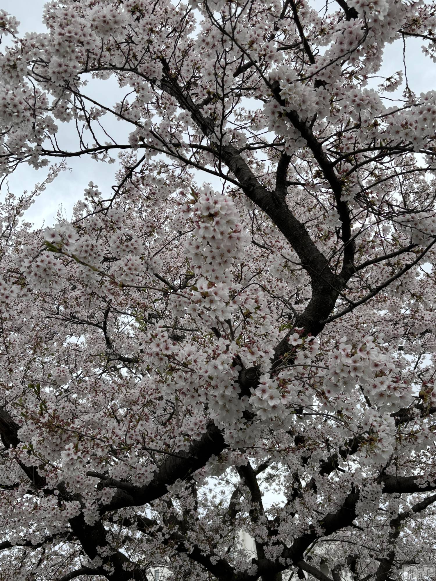 長岡デリヘル長岡人妻市(ナガオカヒトヅマイチ)かりな★このむちっと感が刺さる★(37)の2026年4月23日写メブログ「リクエストありがとうございました✨」