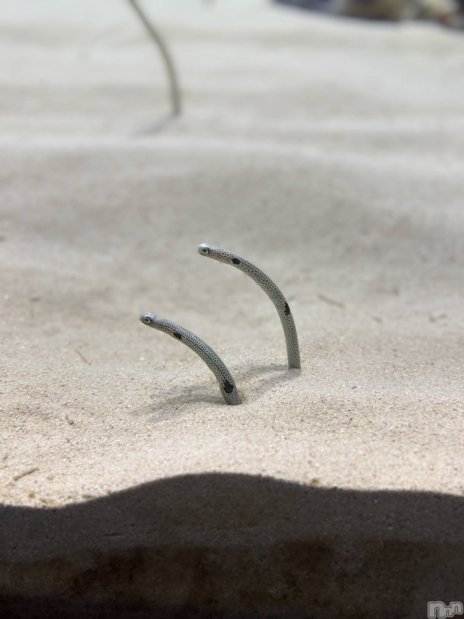 長岡デリヘル長岡人妻市(ナガオカヒトヅマイチ)かりな★このむちっと感が刺さる★(37)の2026年4月28日写メブログ「ありがとうございました😊」