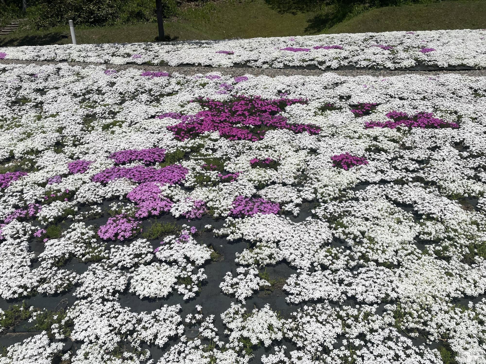 長岡デリヘル長岡人妻市(ナガオカヒトヅマイチ)かりな★熟れた人妻のエロさ★(37)の2026年5月20日写メブログ「ありがとうございます🤍」