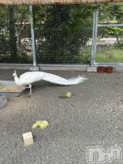 長岡デリヘル長岡人妻市(ナガオカヒトヅマイチ) かりな★熟れた人妻のエロさ★(37)の9月22日写メブログ「こんにちは🥰」