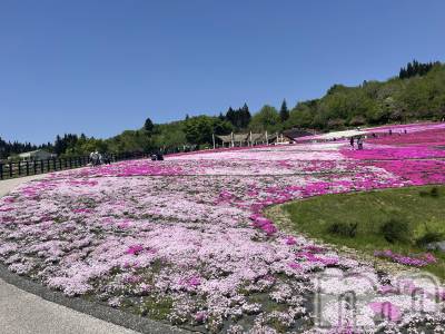 長岡デリヘル 長岡人妻市(ナガオカヒトヅマイチ) かりな★このむちっと感が刺さる★(37)の3月30日写メブログ「まだ間に合います☺️」