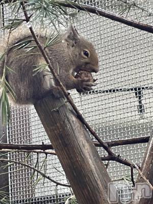 長岡デリヘル 長岡人妻市(ナガオカヒトヅマイチ) かりな★このむちっと感が刺さる★(37)の4月5日写メブログ「10日と13日出勤します🫶」