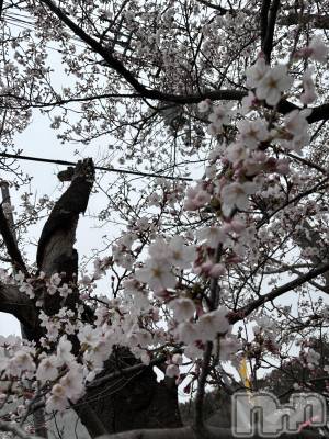 長岡デリヘル 長岡人妻市(ナガオカヒトヅマイチ) かりな★このむちっと感が刺さる★(37)の4月10日写メブログ「久しぶりに出勤してます」