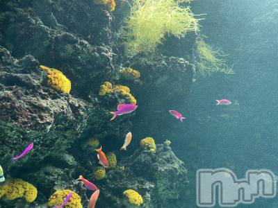 長岡デリヘル 長岡人妻市(ナガオカヒトヅマイチ) かりな★このむちっと感が刺さる★(37)の4月10日写メブログ「まだご案内できます🫶」