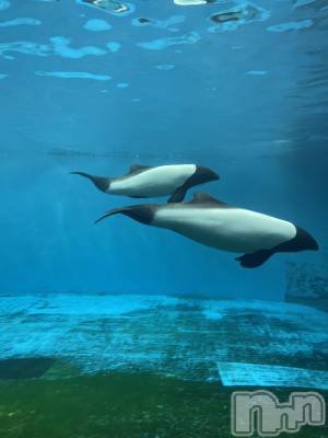 長岡デリヘル 長岡人妻市(ナガオカヒトヅマイチ) かりな★このむちっと感が刺さる★(37)の4月10日写メブログ「またご縁があれば…😊」