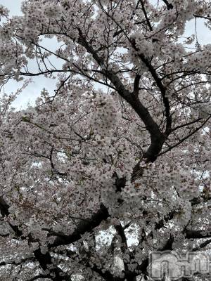 長岡デリヘル 長岡人妻市(ナガオカヒトヅマイチ) かりな★このむちっと感が刺さる★(37)の4月23日写メブログ「リクエストありがとうございました✨」