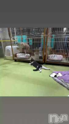 🐈‍⬛🤍