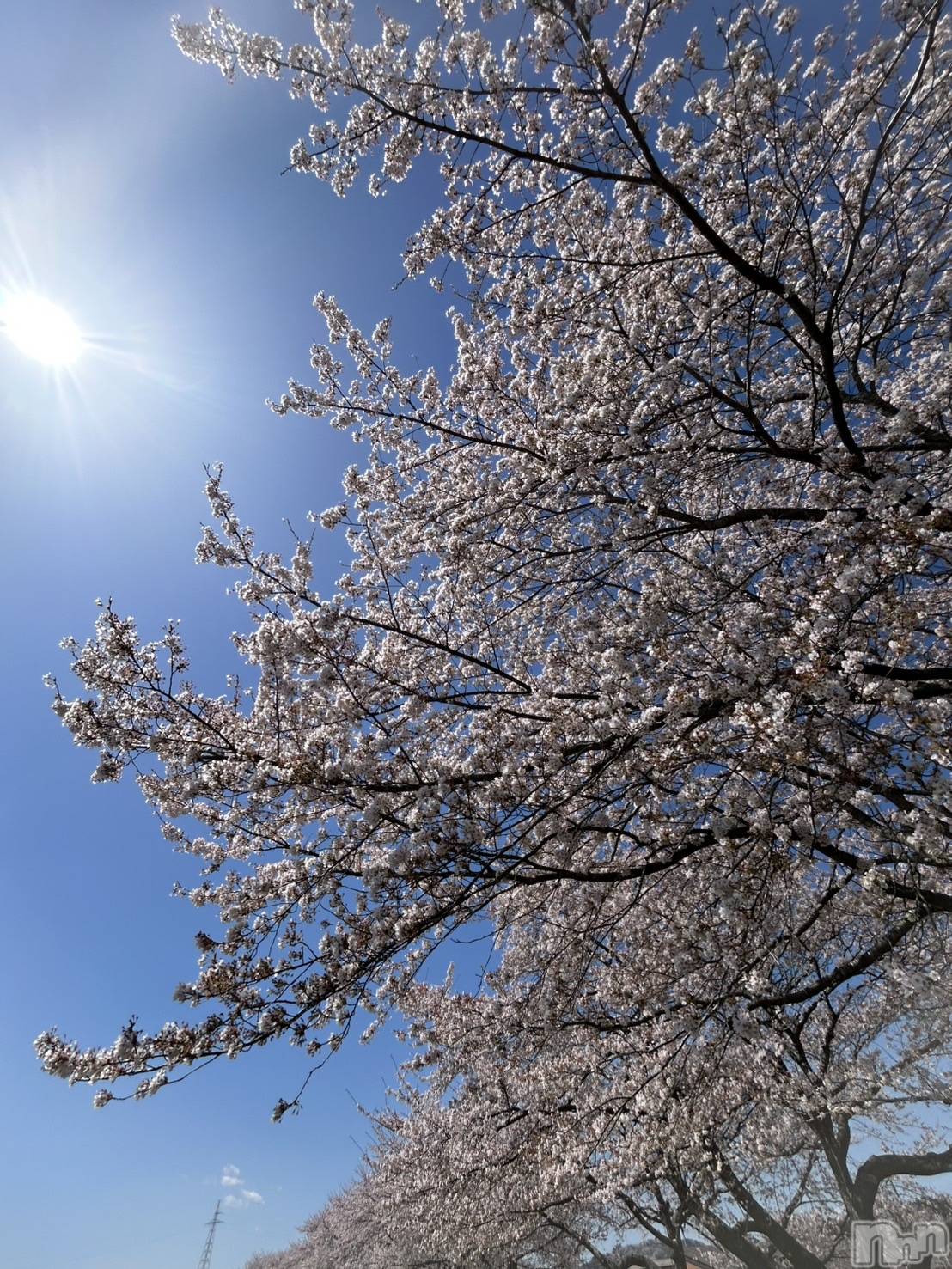 ����������ʥå��������륺�С�JEUNESSE(����ͥ�) ��2026ǯ4��18���̥�֥�����🌸��