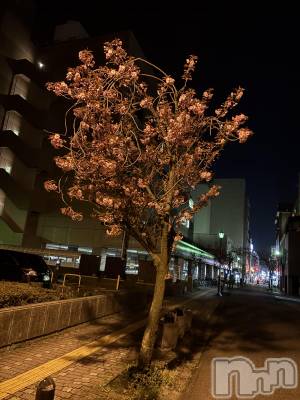 ����������ʥå��������륺�С�JEUNESSE(����ͥ�) Rara��5��4���̥�֥�����5�����