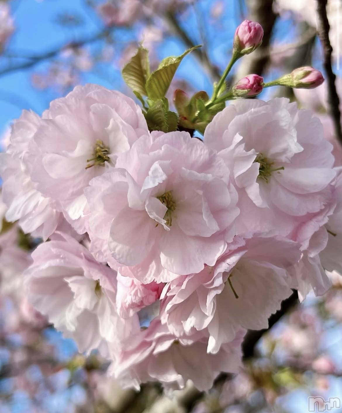 ����������ʥå��������륺�С�JEUNESSE(����ͥ�) ��2026ǯ4��13���̥�֥����֤�äȽա�