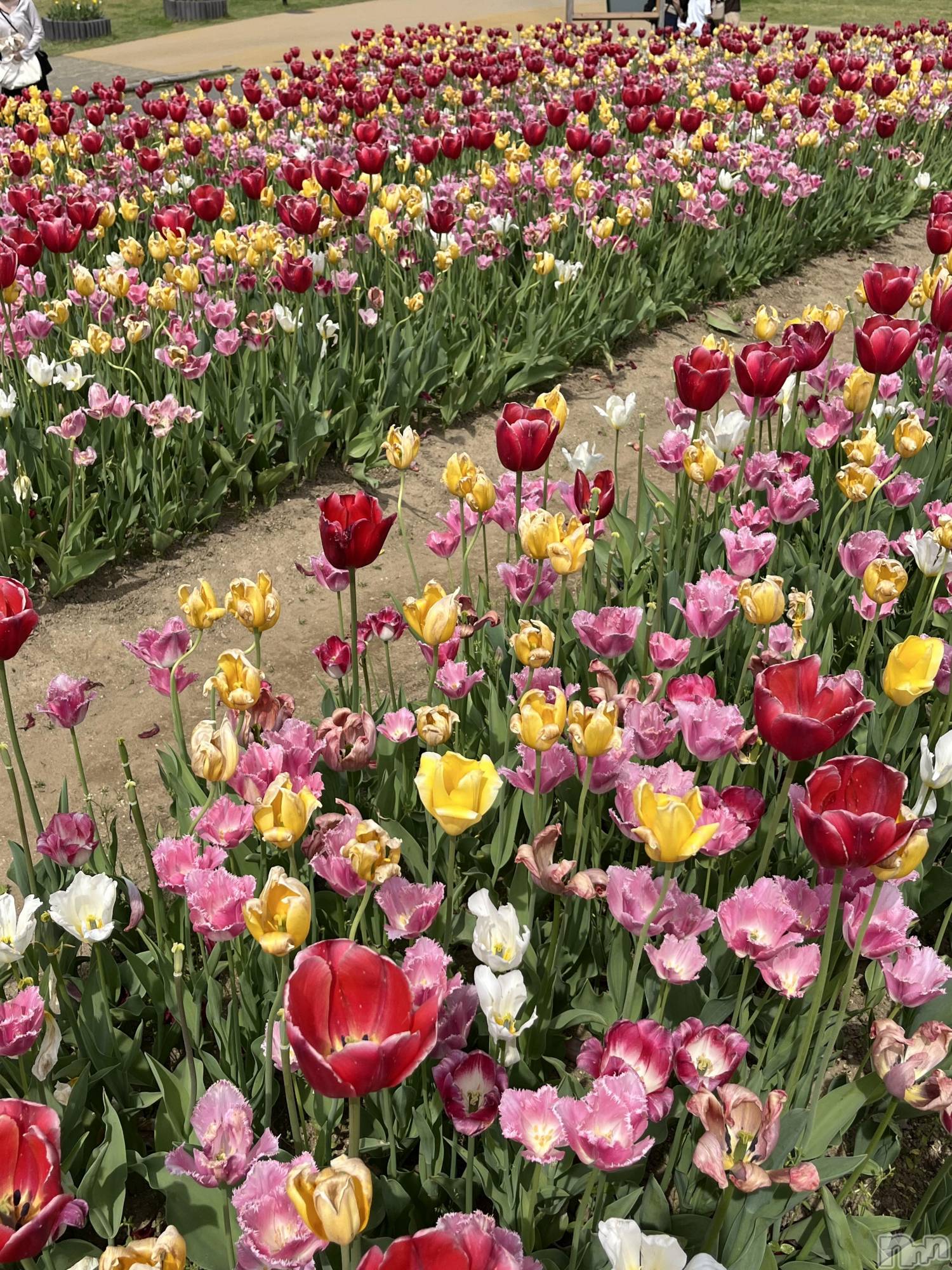 ����������ʥå��������륺�С�JEUNESSE(����ͥ�) ��2026ǯ4��28���̥�֥����֤��֤ε����