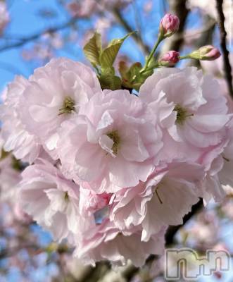 ����������ʥå��������륺�С�JEUNESSE(����ͥ�) Suzu��4��13���̥�֥����֤�äȽա�