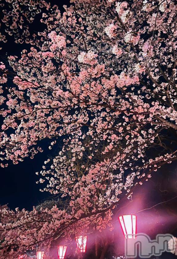 新潟ソープスチュワーデスみお(24)の2026年4月9日写メブログ「今年も行ってきました🌸✨」