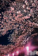 新潟ソープスチュワーデス みお(24)の4月9日写メブログ「今年も行ってきました🌸✨」