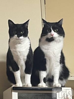 ��������ˤ��륭��Х��顦����֡�Club Ludan(����֥����)�פΥ��㥹�ȡ�Jena�פξҲ����