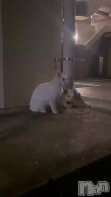 �ͤ������🐈