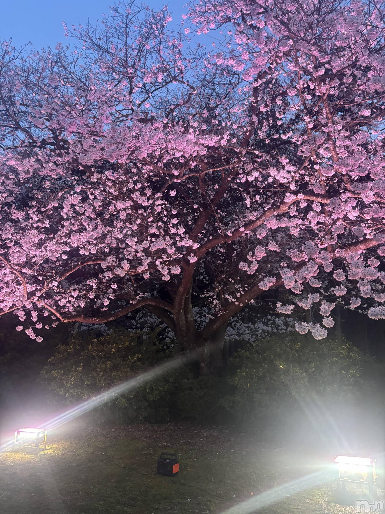 ����������ʥå��������륺�С�JEUNESSE(����ͥ�) ��2026ǯ4��8���̥�֥����֤��ָ�🌸��