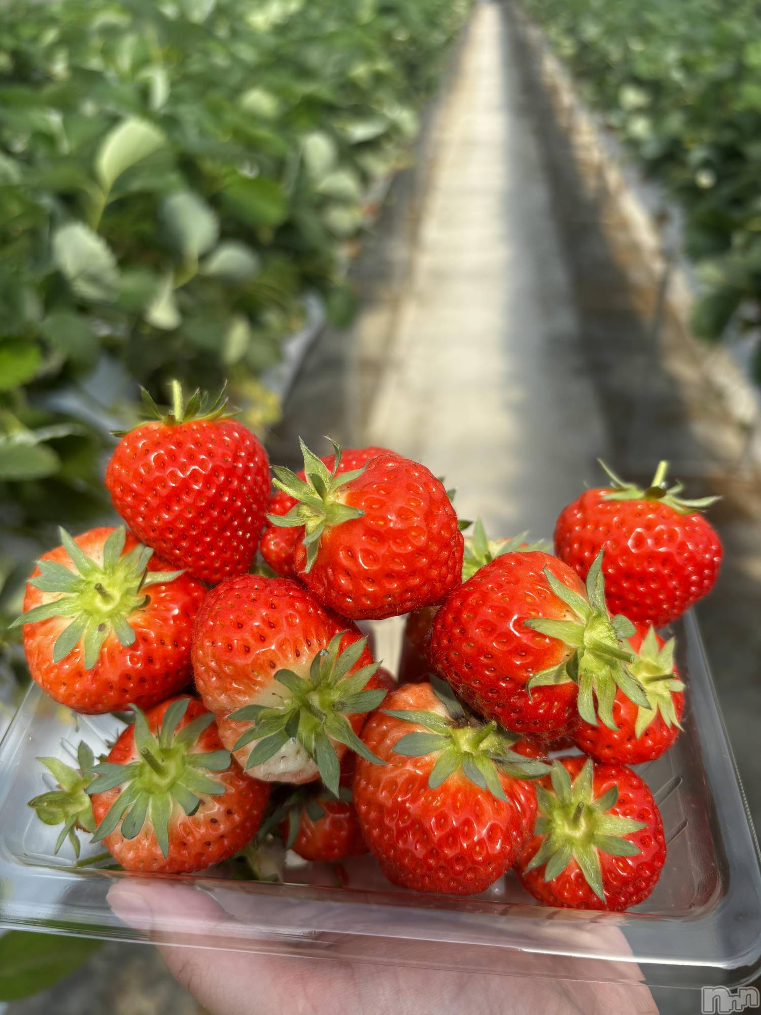 ����������ʥå��������륺�С�JEUNESSE(����ͥ�) ��2026ǯ4��10���̥�֥�����🍓✨��