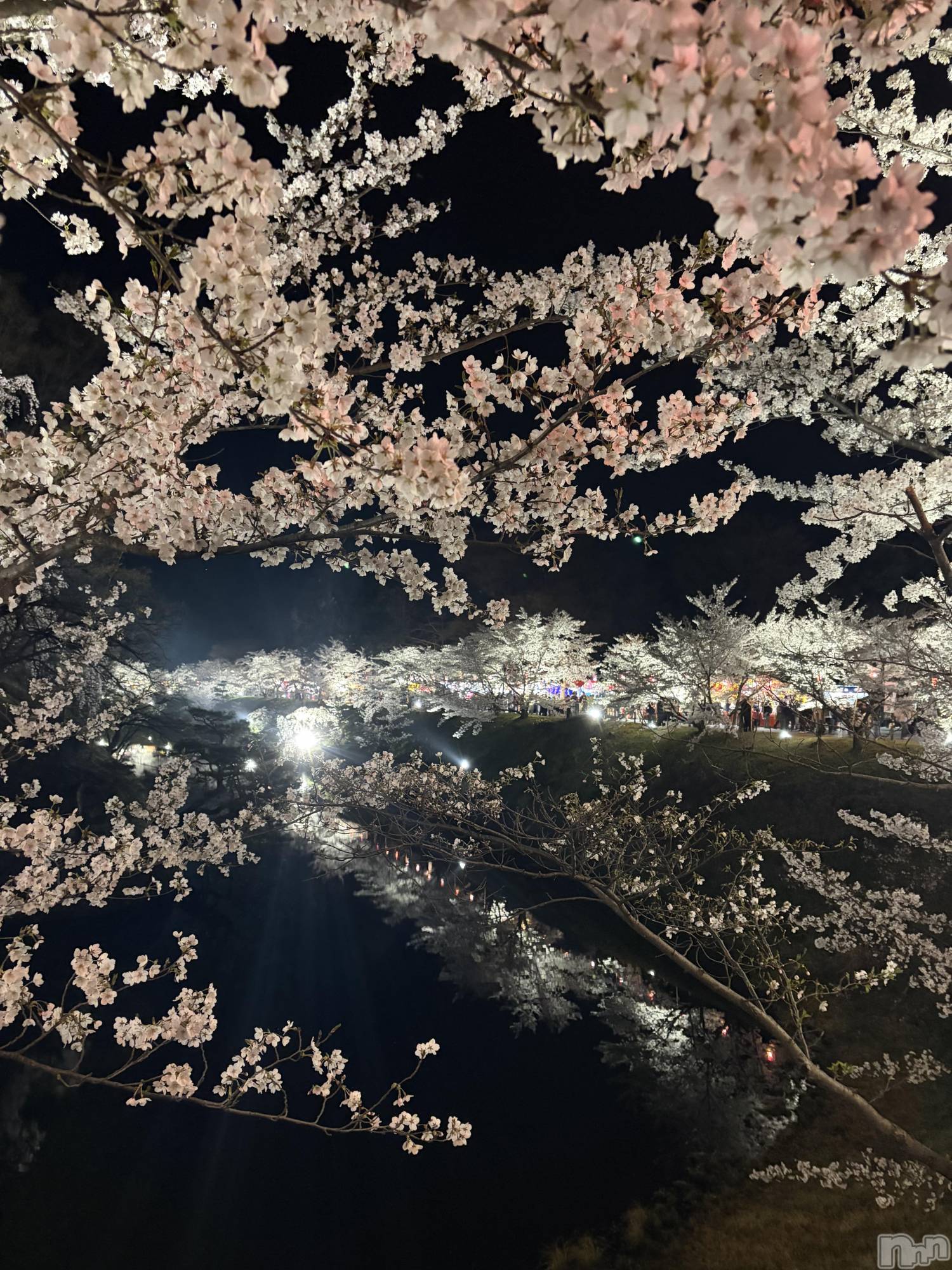 ��ˬ����Х��顦����֥���� �ץ���� ��ˬ(����� �ץ���� ����) ��2026ǯ4��10���̥�֥�����🌸��