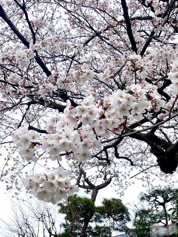 ��Į���ʥå��������륺�С�GirlsBar Raviy(�����륺�С������) �����Ҥ�4��8���̥�֥����ֲ֤�ꤪ�򡩡�