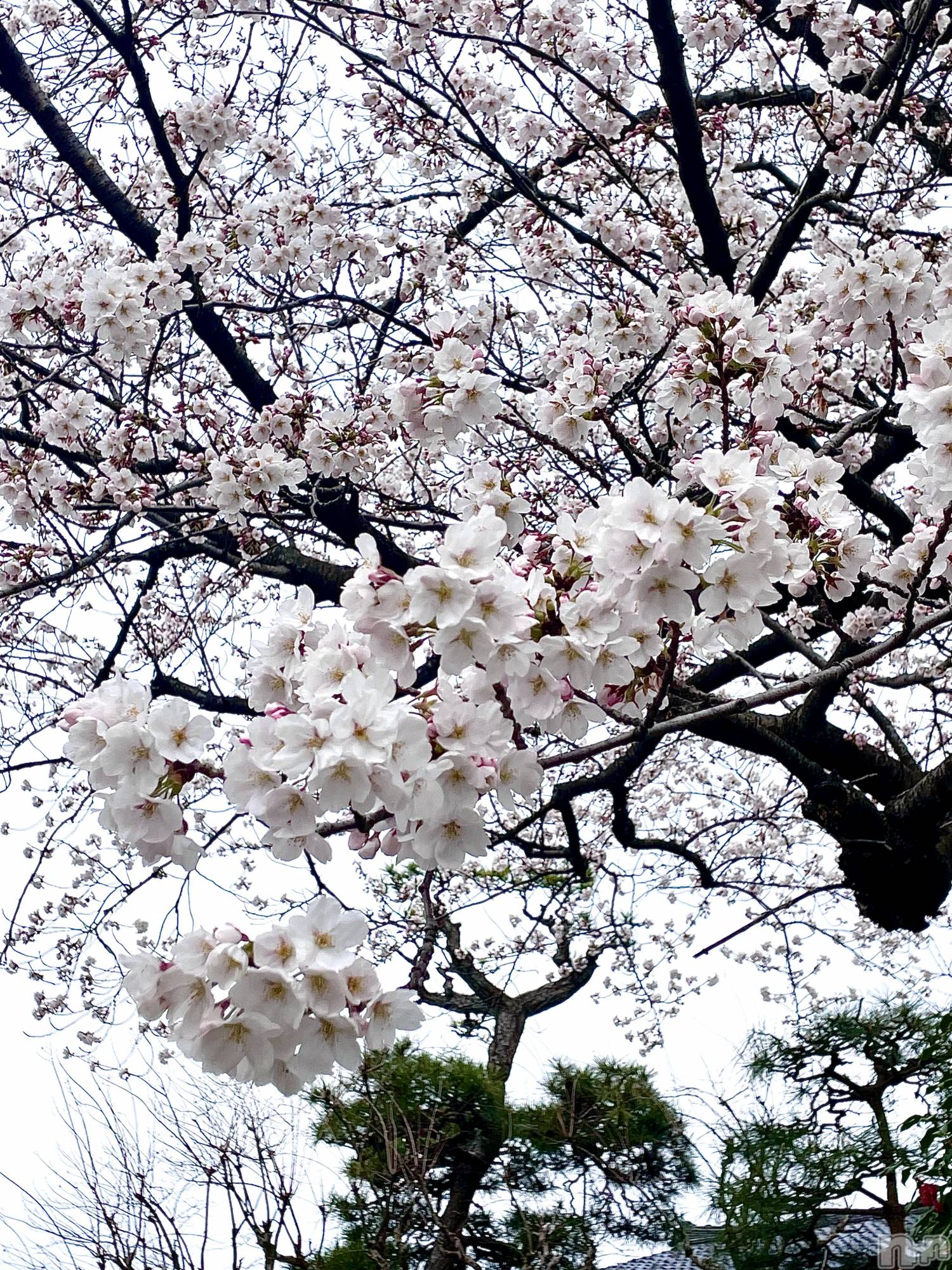 ��Į���ʥå��������륺�С�GirlsBar Raviy(�����륺�С������) ��2026ǯ4��8���̥�֥����ֲ֤�ꤪ�򡩡�