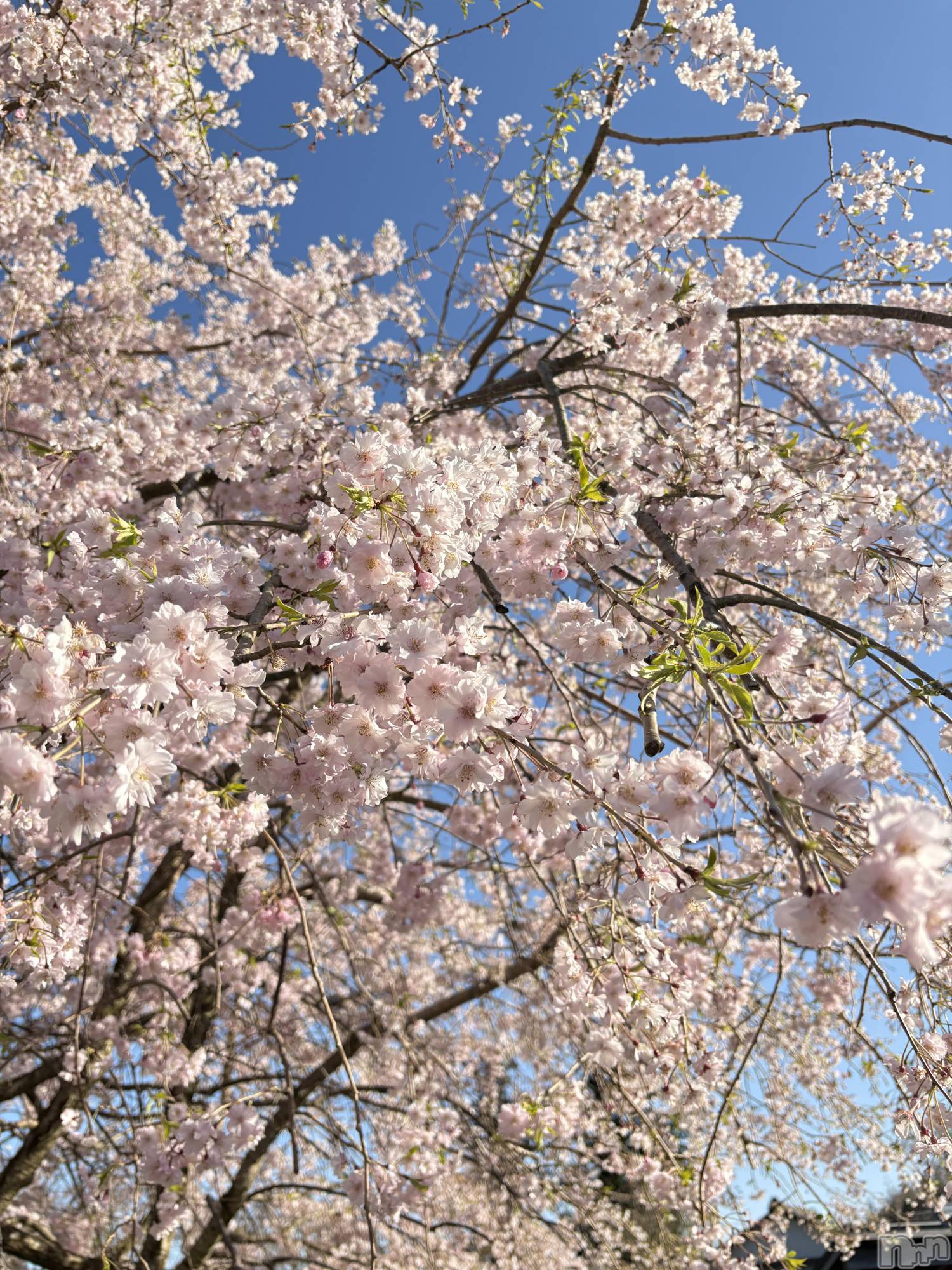 ����������ʥå��������륺�С����פ��� ��ä��礤(���ޥĥꥤ�������å��祤) ��2026ǯ4��14���̥�֥����֤���ˤ���❣️��