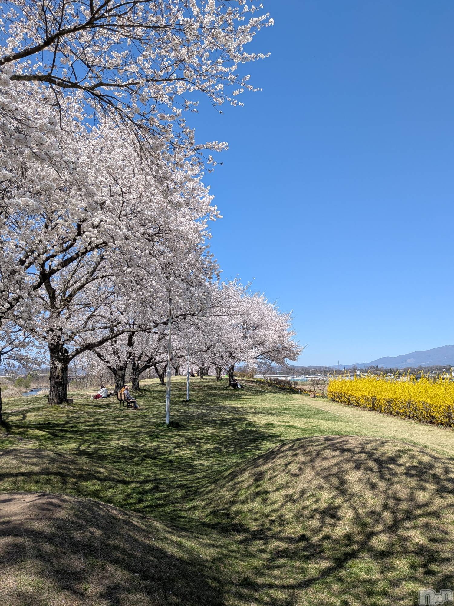 ���ץ���Х��顦�����CLUB BOSS(����� �ܥ�) ��2026ǯ4��26���̥�֥����֤��Ĥ���κ�🌸��